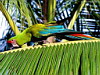 miniatura_43 copia